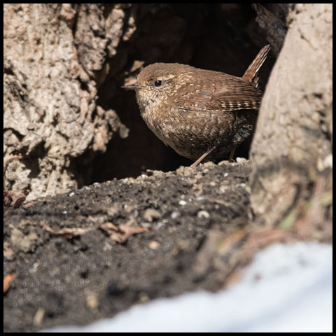Winter Wren