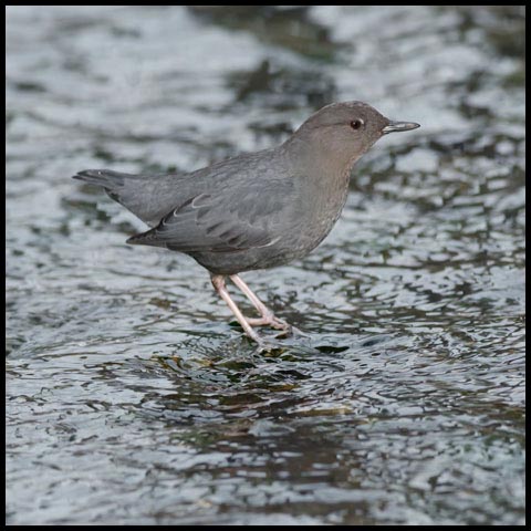 American Dipper