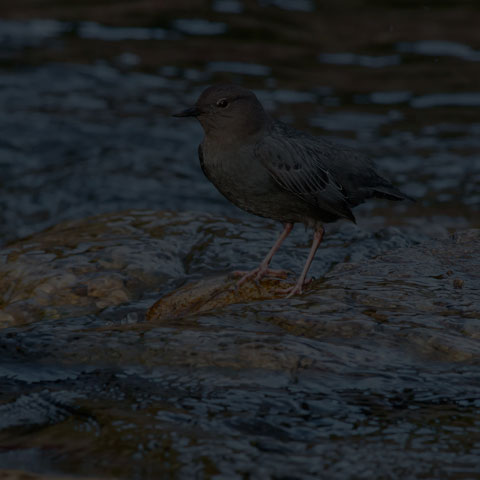 American Dipper