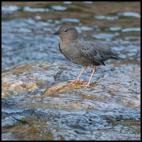 American Dipper