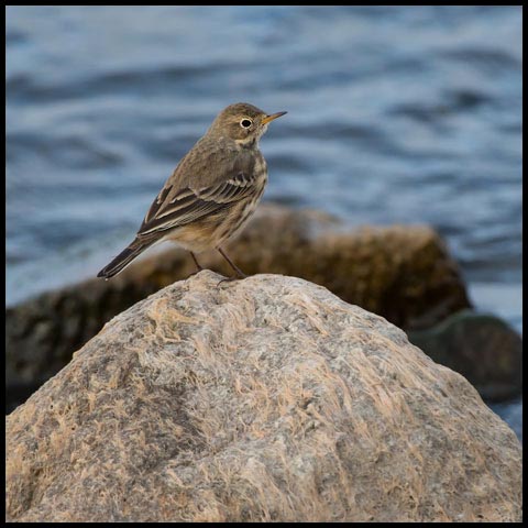 American Pipit