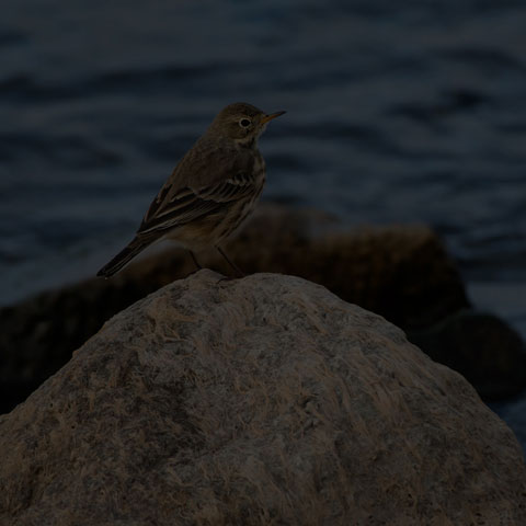 American Pipit