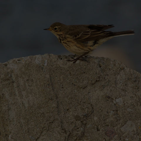 American Pipit