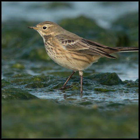 American Pipit