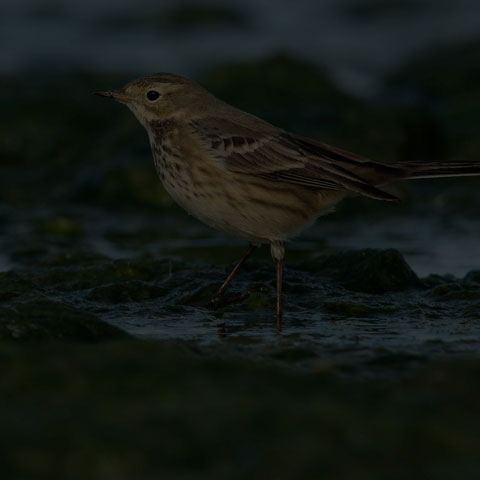 American Pipit