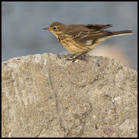 American Pipit
