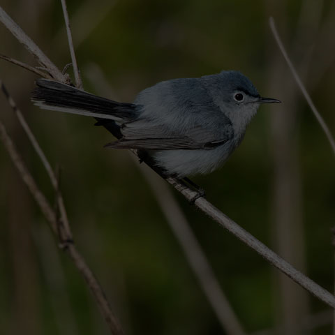 Blue-grey Gnatcatcher