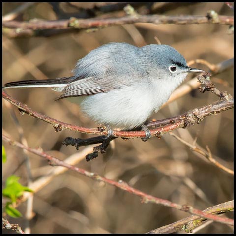 Blue-grey Gnatcatcher