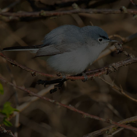 Blue-grey Gnatcatcher