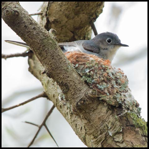 Blue-grey Gnatcatcher