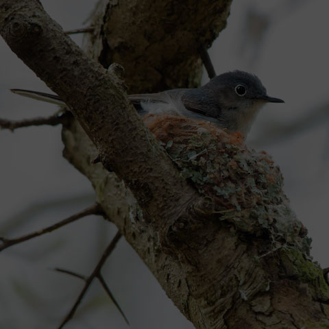 Blue-grey Gnatcatcher