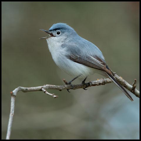 Blue-grey Gnatcatcher