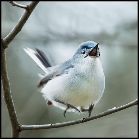 Blue-grey Gnatcatcher