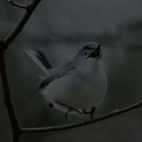 Blue-grey Gnatcatcher