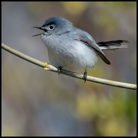 Blue-grey Gnatcatcher