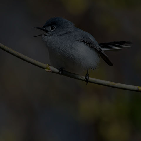 Blue-grey Gnatcatcher