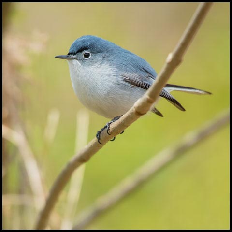 Blue-grey Gnatcatcher