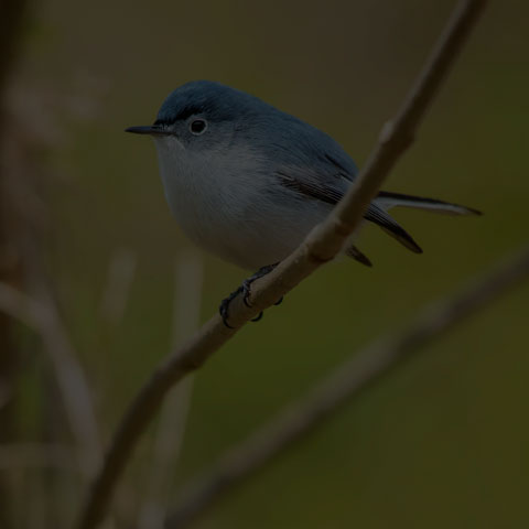 Blue-grey Gnatcatcher