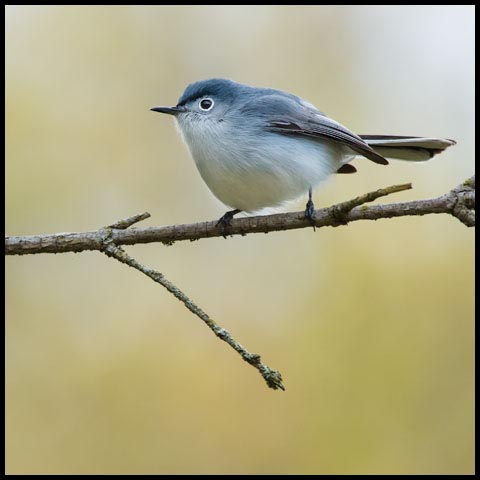 Blue-grey Gnatcatcher