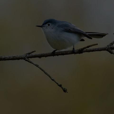 Blue-grey Gnatcatcher