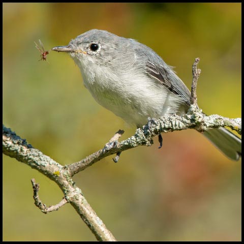 Blue-grey Gnatcatcher