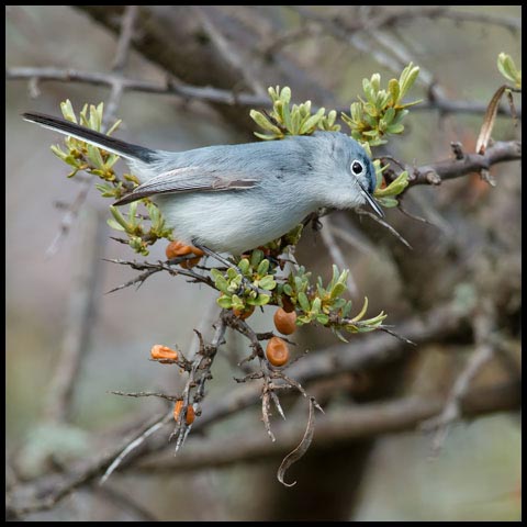 Blue-grey Gnatcatcher