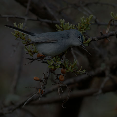 Blue-grey Gnatcatcher