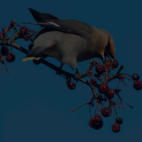 Bohemian Waxwing