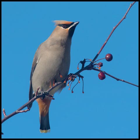 Bohemian Waxwing