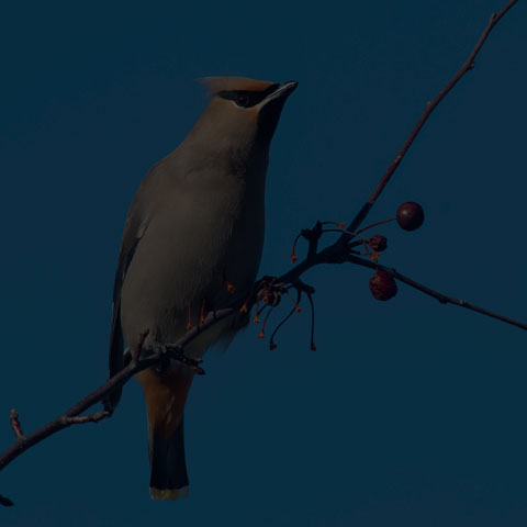 Bohemian Waxwing