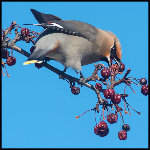 Bohemian Waxwing