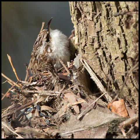 Brown Creeper