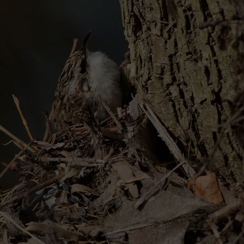 Brown Creeper