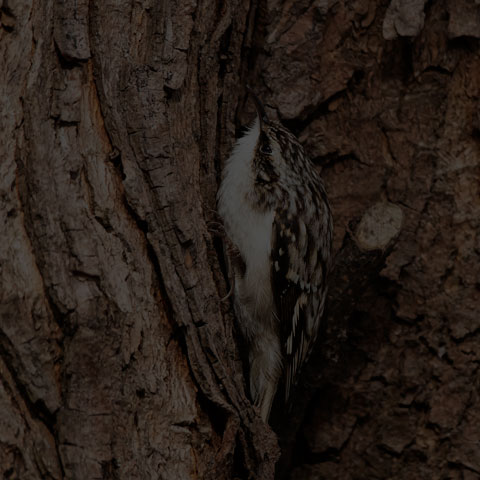 Brown Creeper