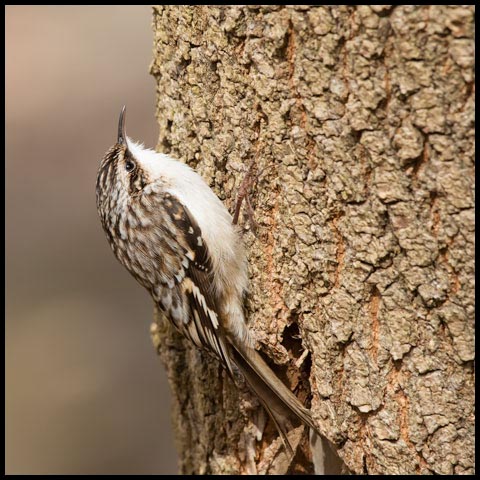 Brown Creeper