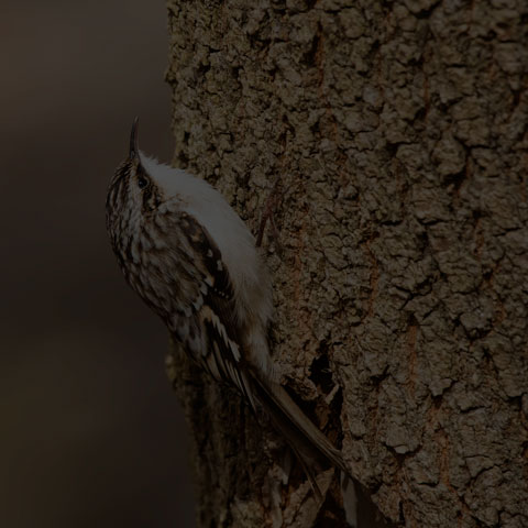 Brown Creeper