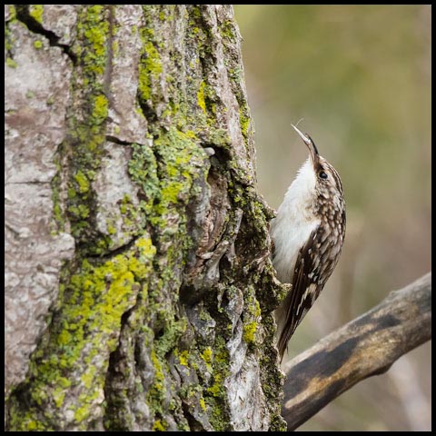 Brown Creeper