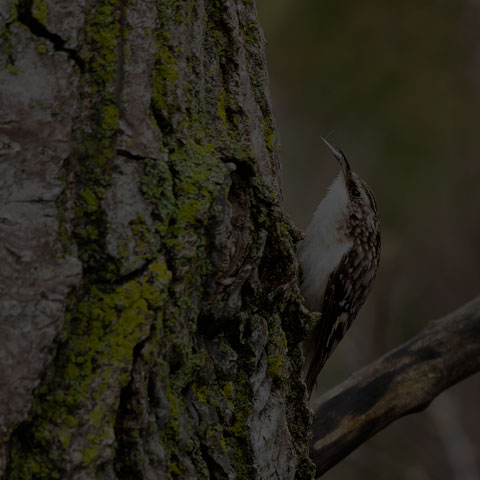 Brown Creeper