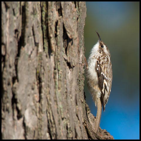 Brown Creeper