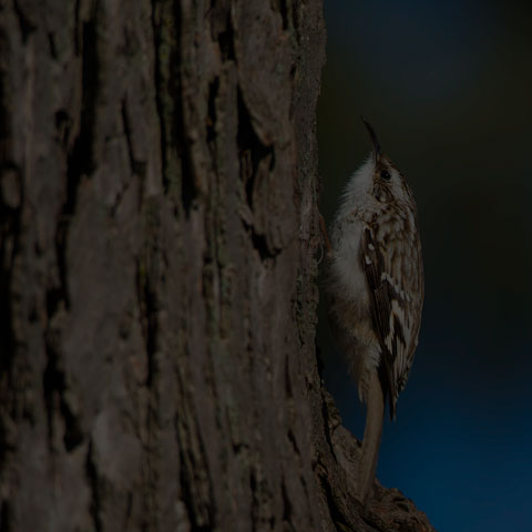 Brown Creeper