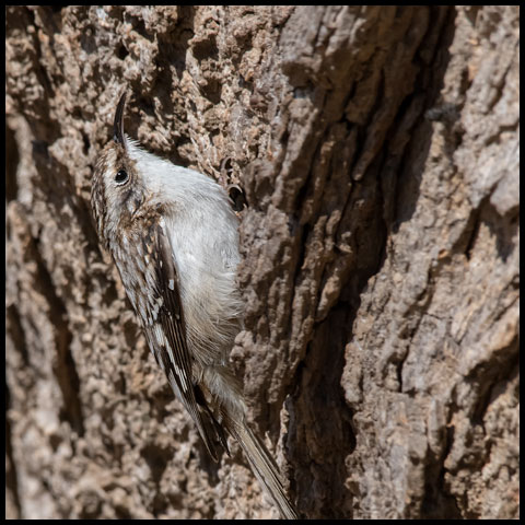 Brown Creeper