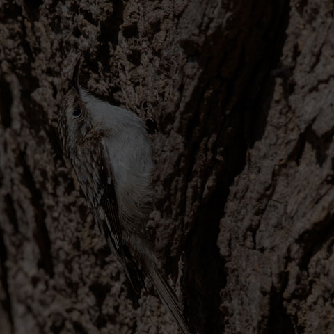 Brown Creeper