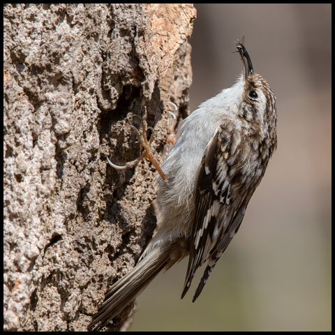 Brown Creeper