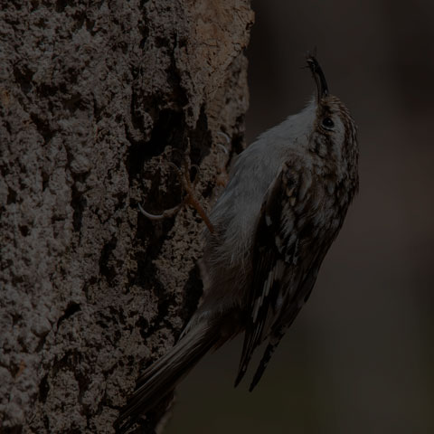 Brown Creeper
