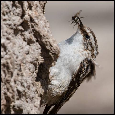 Brown Creeper