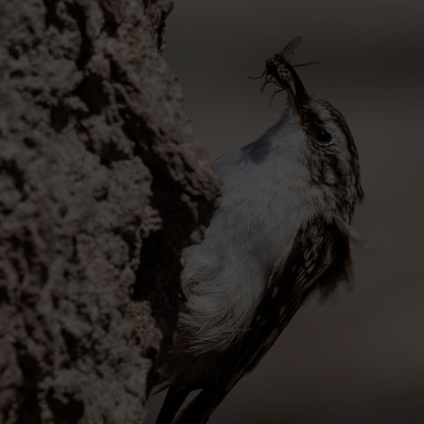Brown Creeper
