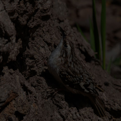 Brown Creeper