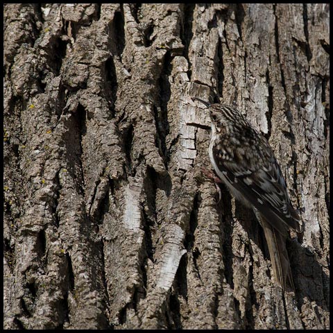 Brown Creeper