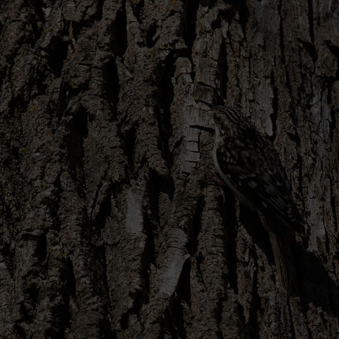 Brown Creeper