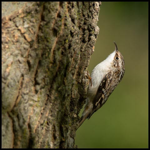 Brown Creeper